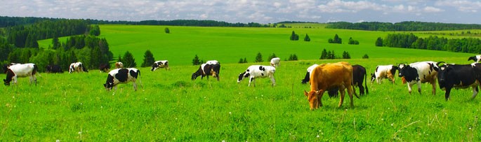 Pasture Forage Mixes